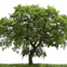 Fence, Tree & garden Services
